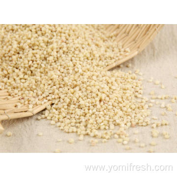 Rice With Sorghum